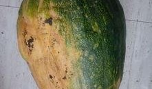 瓜不熟的瓜不摘可以吃吗,探寻成熟与收获的智慧