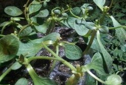 苗老师吃瓜,揭秘娱乐圈幕后故事