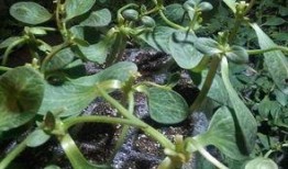 苗老师吃瓜,揭秘娱乐圈幕后故事