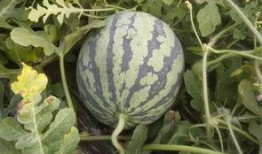 节毛瓜怎么吃,解锁美味新体验