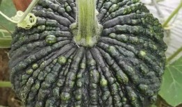 贝宝吃瓜的样子,表情包界的“瓜王”诞生记