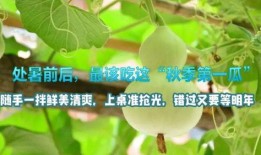 处暑吃的瓜,探寻处暑时节的时令美味