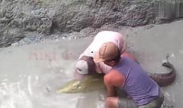 吃瓜群众喂鱼视频,鱼儿吃瓜，瓜味如何？