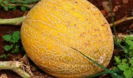 虎耳瓜可以直接吃吗,可直接食用的天然美味