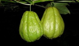 胃胀气吃佛手瓜