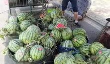 汕头龙湖吃瓜事件,一场网络热议背后的真相与反思