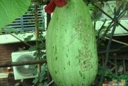 包瓜直接吃吗,轻松享受夏日清新口感