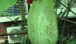 包瓜直接吃吗,轻松享受夏日清新口感