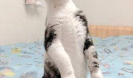 带你吃瓜猫咪视频,萌宠美食瞬间，萌态可掬引网友热议