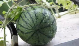 吃土瓜的时间,一场穿越时空的味蕾之旅