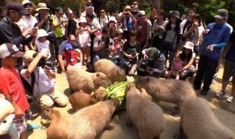 围观吃瓜照片,捕捉街头热辣瞬间