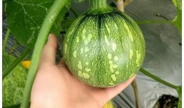 上海思博吃瓜,吃瓜群众的狂欢盛宴