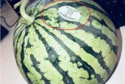 大理网红吃瓜,揭秘网红圈背后的故事与争议