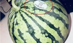 大理网红吃瓜,揭秘网红圈背后的故事与争议