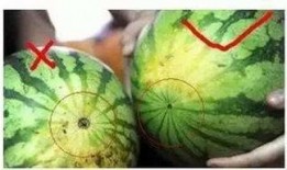 福州律师吃瓜,一场法律界的趣味插曲