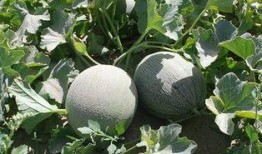 安医专吃瓜,一场校园“吃瓜”盛宴背后的真相