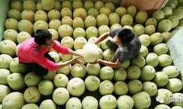 减肥可以吃三白瓜,轻松享瘦的秘密武器