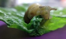 蜗牛 吃 瓜,蜗牛的瓜中美食之旅