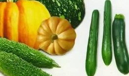 四餐吃瓜什么瓜好吃,探寻各季美味瓜果的绝妙风味