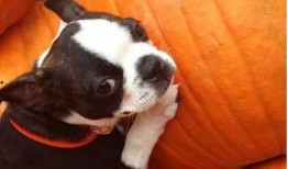 小狗吃瓜全部,小狗瓜田乐逍遥