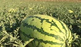 南京吃瓜的地方