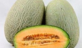 吃鱿鱼还可以吃哈密瓜吗,哈密瓜的甜蜜邂逅