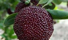 吃七口茜瓜,探寻夏日清新滋味