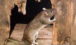 老鼠吃地里瓜视频,老鼠偷吃瓜视频引发网友热议