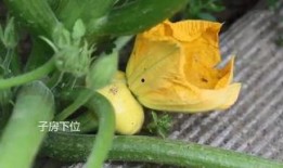 龙岩吃瓜群,揭秘网络社交圈的趣味与争议