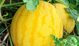 海瓜咋吃,探索海洋美味新境界