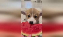 小狗吃瓜全部,小狗瓜田乐逍遥