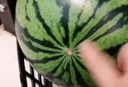 吃瓜季节又到了,盘点那些年我们一起“瓜”过的精彩瞬间