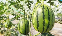 霸王别急眼吃瓜,急眼吃瓜背后的历史风云