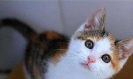 带你吃瓜小奶猫,带你领略“带你吃瓜小奶猫”的萌趣魅力