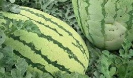 贝宝吃瓜的样子,表情包界的“瓜王”诞生记