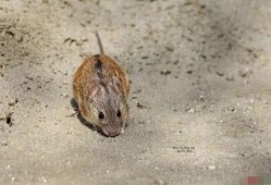 老鼠吃地里瓜视频,老鼠偷吃瓜视频引发网友热议