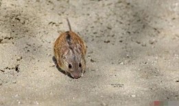 老鼠吃地里瓜视频,老鼠偷吃瓜视频引发网友热议