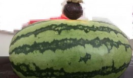 有人打架大家吃瓜,吃瓜群众热议不已