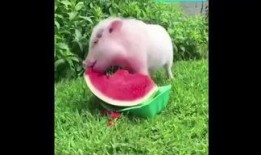 我吃瓜小猪的瓜