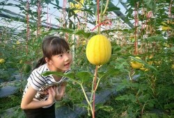 盛夏吃七瓜,夏日消暑七瓜盛宴