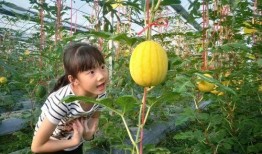 盛夏吃七瓜,夏日消暑七瓜盛宴