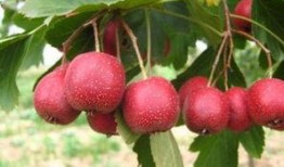 红果吃瓜,揭秘瓜果界的甜蜜传奇