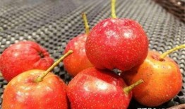 红果吃瓜,揭秘瓜果界的甜蜜传奇