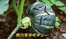 只吃南瓜不吃瓜,探寻南瓜美食的独特魅力