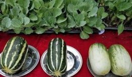 淘宝街8888吃瓜,揭秘网红吃瓜背后的秘密