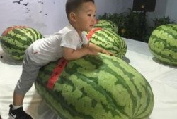 出伏 吃瓜群众,瓜果飘香，吃瓜群众乐享清凉夏日盛宴”