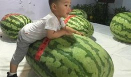 出伏 吃瓜群众,瓜果飘香，吃瓜群众乐享清凉夏日盛宴”