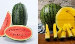 四餐吃瓜什么瓜好吃,探寻各季美味瓜果的绝妙风味