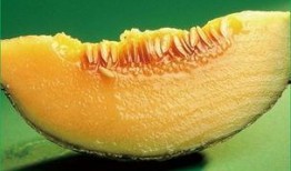 哈密瓜冻两天还可以吃吗,安全食用指南