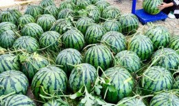 今天上午的重庆人吃瓜,吃瓜成风，街头巷尾话瓜香